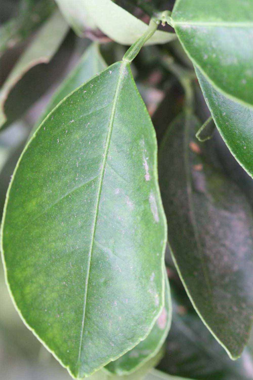             Unifoliolate leaf (Riverside, CA)       